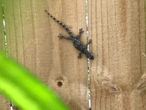Tropical House Gecko.1