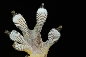 Tulear Velvet Gecko toe pads