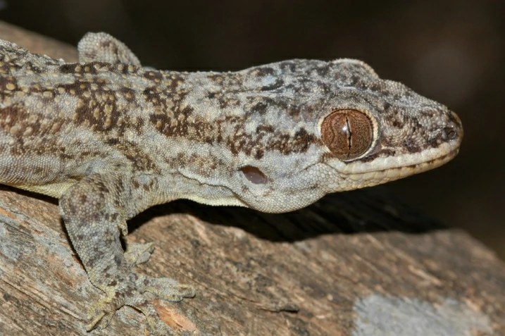 Tulear Velvet Gecko