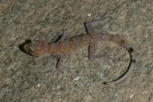 Wadi Al Helo Leaf-toed Gecko