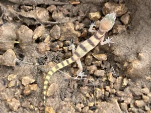 Western Banded Gecko (2)