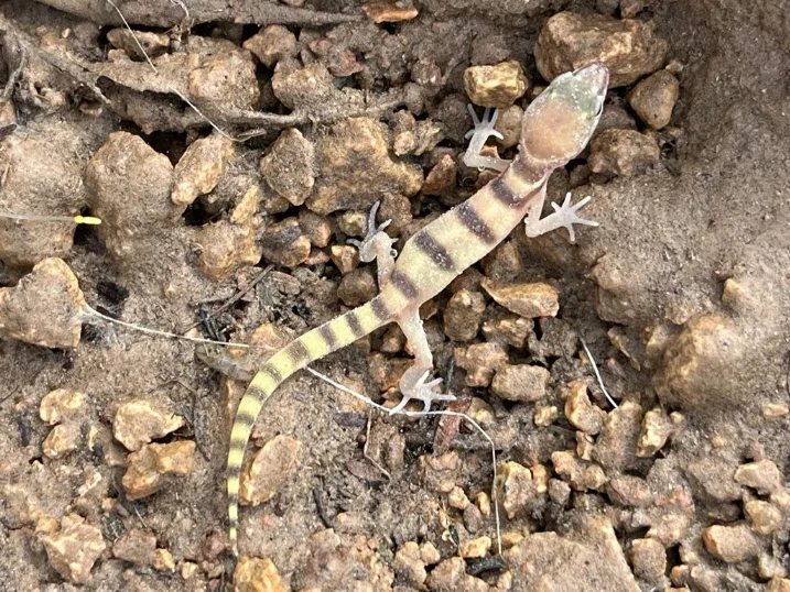Western Banded Gecko (2)