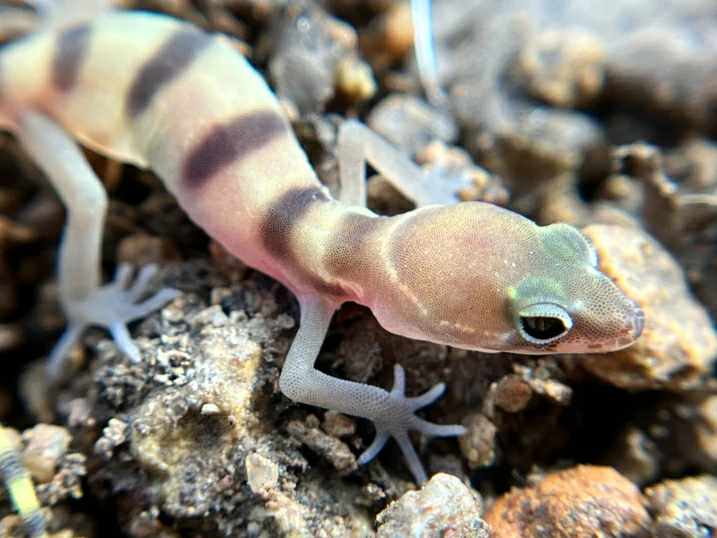 Western Banded Gecko