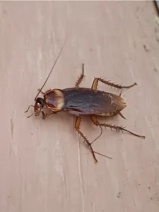 American Cockroach 1