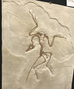 Archaeopteryx fossil