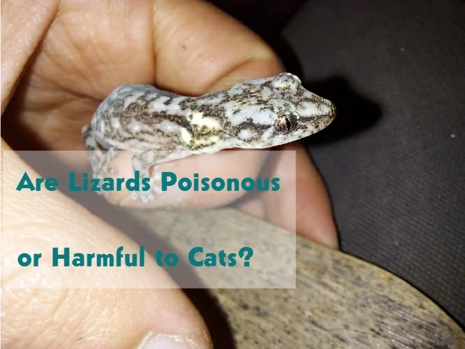 Are Lizards Poisonous or Harmful to Cats?