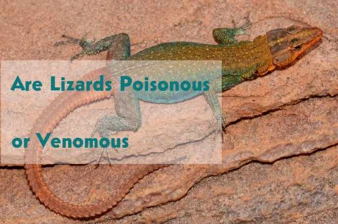 Are Lizards Poisonous or Venomous
