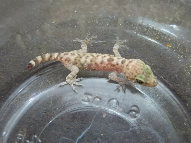 Baby Mediterranean House Gecko