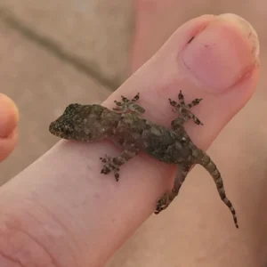 Baby Tropical House Gecko on a finger