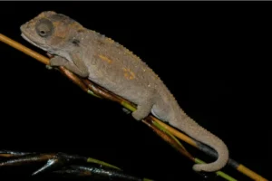 Baviaanskloof Mountains Dwarf Chameleon