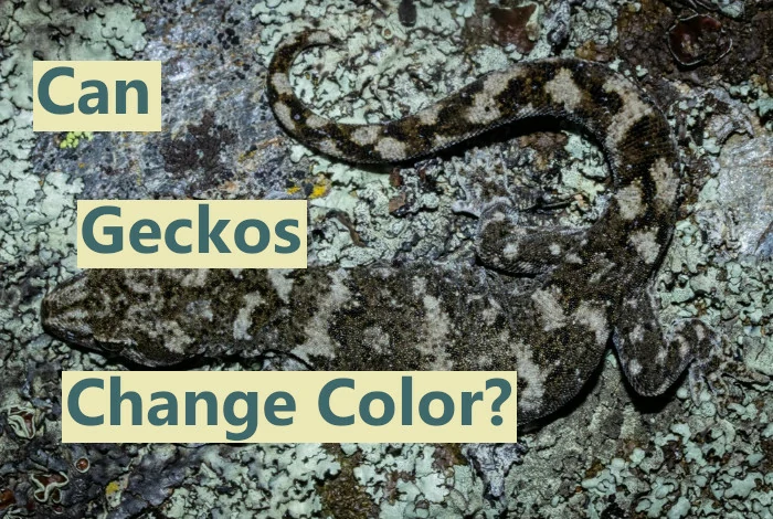 Can geckos change color