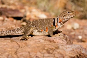 Chihuahuan Collared Lizard