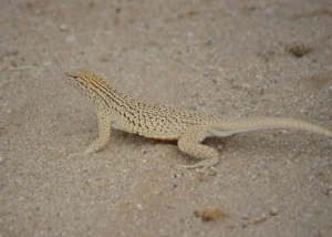 Colorado Desert Fringe-toed Lizard