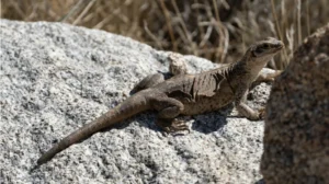 Common Chuckwalla