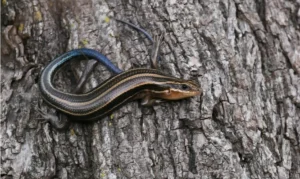 Common Five-lined Skink