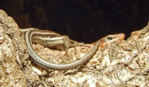 Common Five-lined Skink on a rock