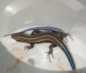 Common Five-lined Skink with a lost tail