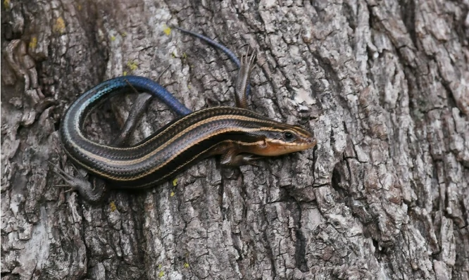 Common Five-lined Skink