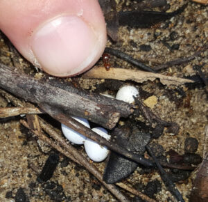 Common Dwarf gecko eggs in soil