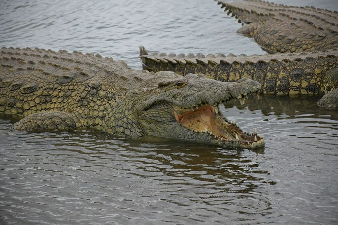 Crocodile