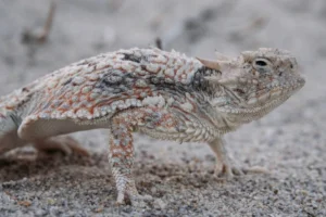 Desert Horned Lizard