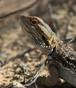 Eastern Bearded Dragon