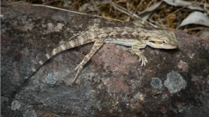 Eastern Bearded Dragon on a rock 1