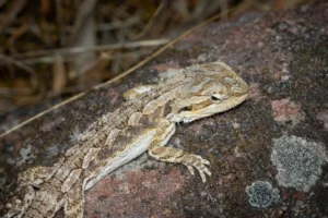 Eastern Bearded Dragon on a rock 2