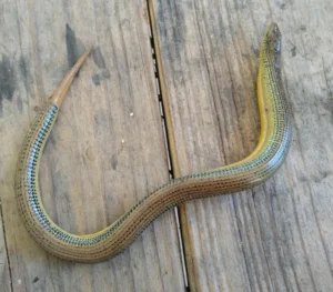 Eastern Glass Lizard