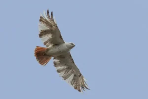 Eastern Red-tailed Hawk