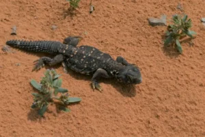 Egyptian Spiny–tailed Lizard