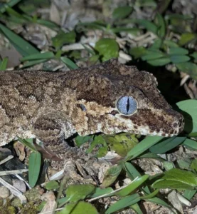 Gargoyle gecko close up