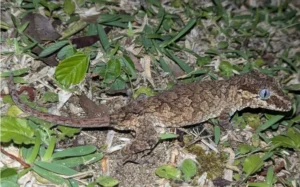 Gargoyle gecko on the ground