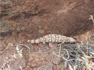 Gila Monster