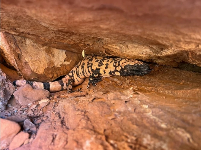 Gila Monster in a cave