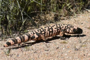 Gila Monster in the sun