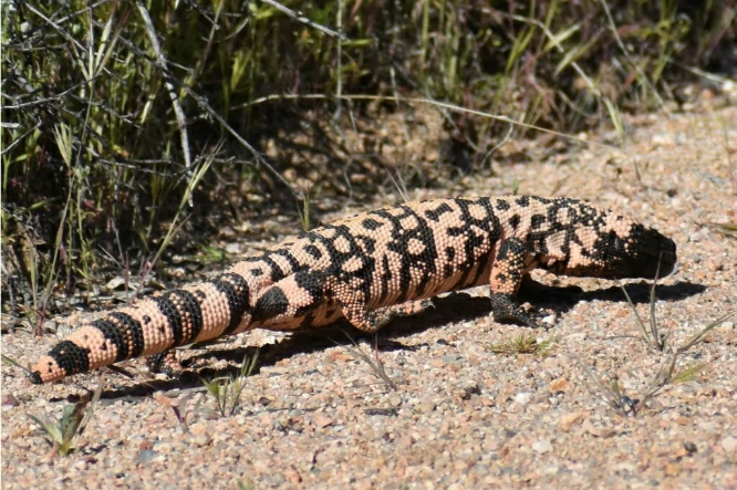 Gila Monster in the sun