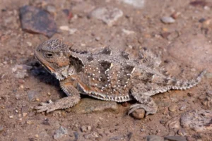 Greater Short-horned Lizard 0