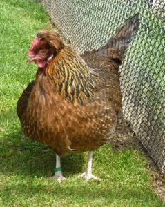 Hen