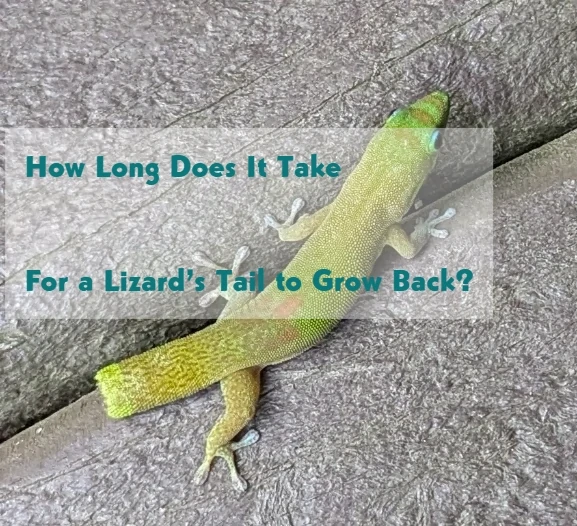 How Long Does It Take for a Lizard’s Tail to Grow Back?