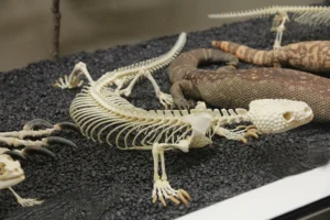 Mexican beaded lizard skeleton