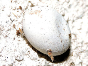 Mourning Gecko egg