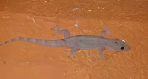 Pink Tropical House Gecko