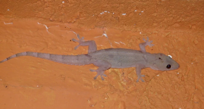 Pink Tropical House Gecko