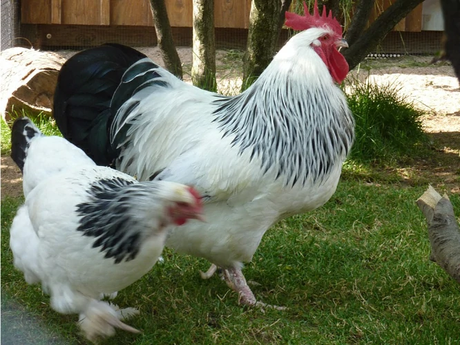 Rooster and Hen