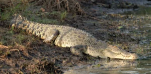 Saltwater crocodile on a river bank