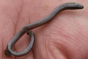 San Diegan Legless Lizard