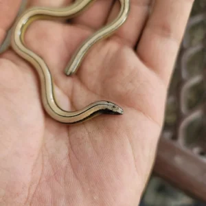 San Diegan Legless Lizard in hand