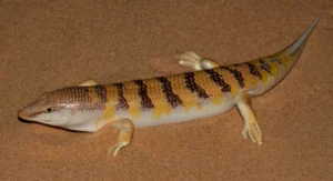 Sandfish Skink