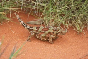 Thorny Devil 